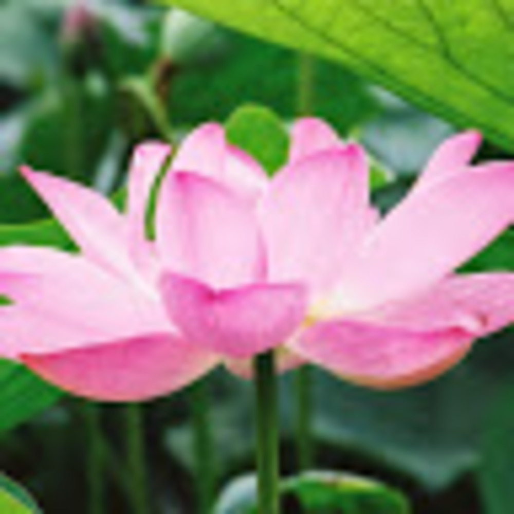 Meet your Posher, Lotus